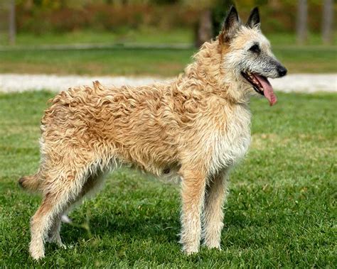 Belgian Shepherd Dogs Information And Dogs Facts Pets Feed