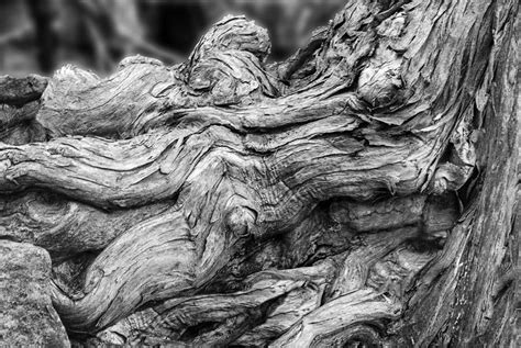 Textures Of Nature Black And White Photograph By Jack Zulli