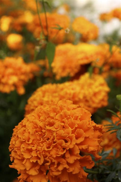 Orange Carnations The Formal Name For Carnation Dianthus Flickr