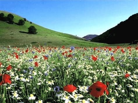Cartolina auguri di buon compleanno mazzo di fiori youtube. Campo di Fiori di Bach www.guarigionenaturale.com ...
