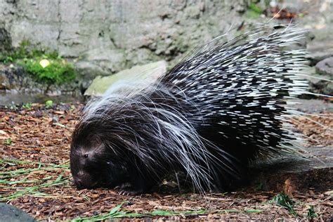 Difference Between Porcupine And Hedgehog Pediaacom