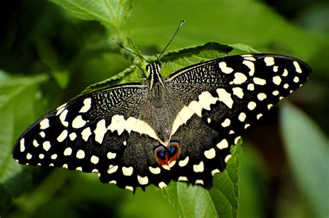 Fileblack Butterfly
