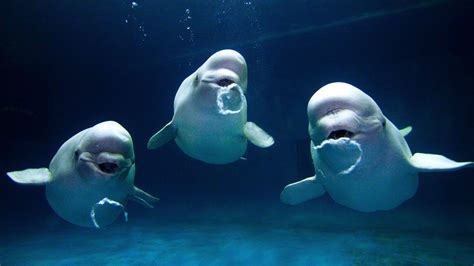 Wild Beluga Whale Falls In Love With The Human Of Her Dreams Madhistory