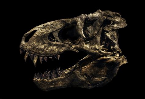 Dinosaurs Get Their Close Ups In These Stunning Photos Wired