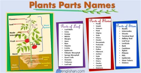 Plants Parts Names All Parts Of Plants Englishan