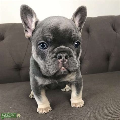 Maybe you would like to learn more about one of these? Puppies For Sale - Blue Merle French Bulldog Pups - Breed ...