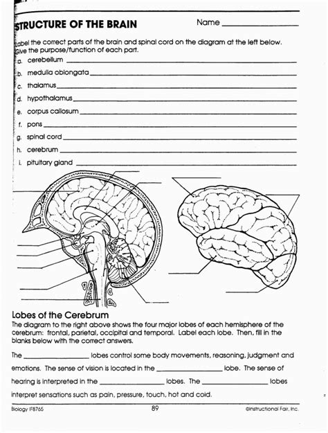 Human Anatomy: Brain Worksheets | 99Worksheets