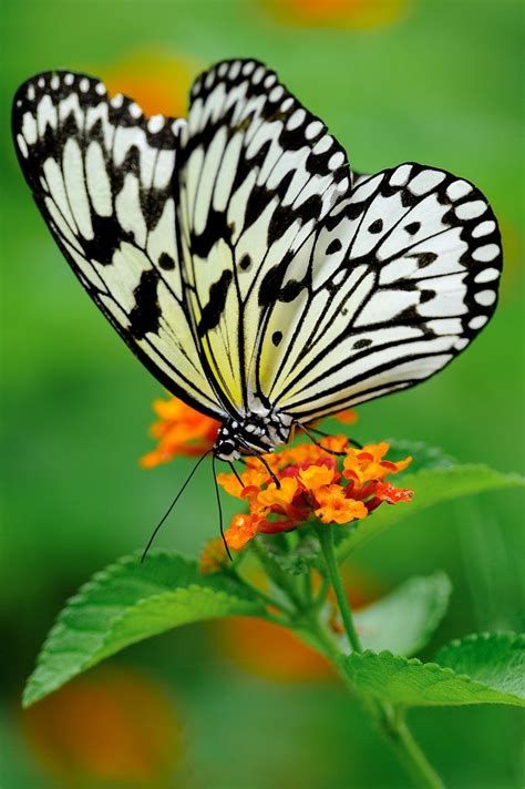 PIC_8839 | Beautiful butterfly photography, Butterfly pictures