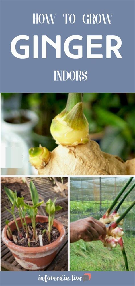 How To Grow Ginger Indoors Growing Ginger Indoors Growing Ginger