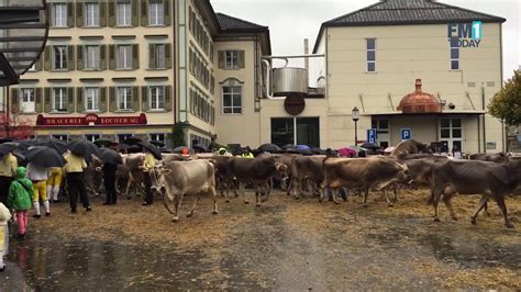 Viehschau Appenzell Die Kühe Beschnuppern Sich Youtube