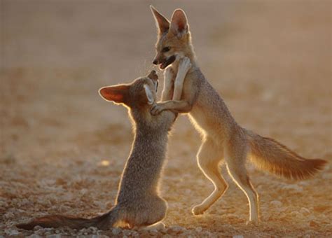 Cape Fox Its Nature