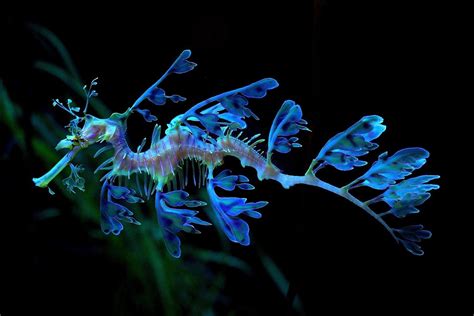 The Beautiful Magical Leafy Sea Dragon Photo Nasser Alomairi On Flickr