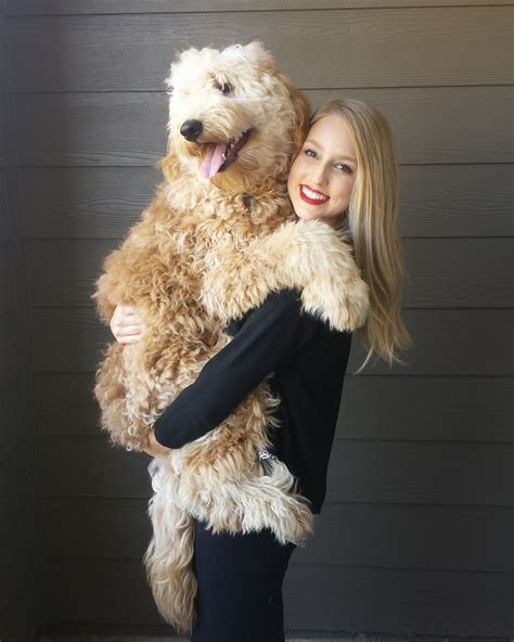 Whether you are just starting your search or if you have been searching for years, you have found one of the most amazing. Apricot F1B Goldendoodle | F1b goldendoodle, Goldendoodle ...