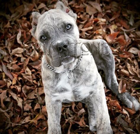 75 Merle Cane Corso Puppies For Sale Photo Bleumoonproductions