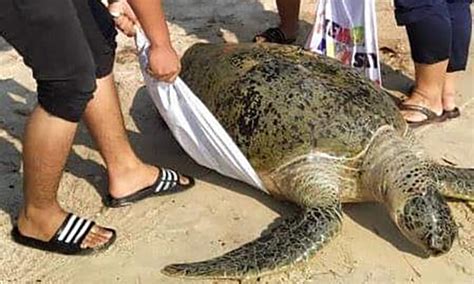 Kalau nak senang dapat direction. Penyu mati di persisiran pantai Port Dickson