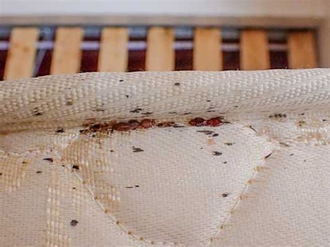 How To Identify Bed Bugs In Your Home