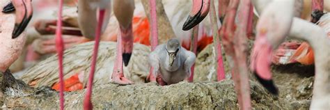 Adopt A Flamingo Chick Symbolic Adoptions From Wwf