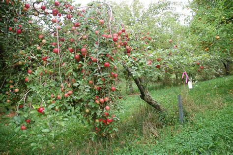 Gurneys.com has been visited by 10k+ users in the past month Fruit Tree Ordering Meeting 1 - Van-Kal Permaculture