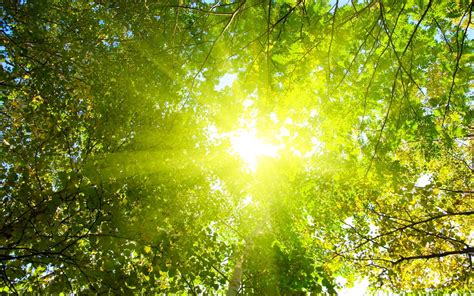The direct rays, light or warmth of the sun. sunshine wallpaper treetop - HD Desktop Wallpapers | 4k HD