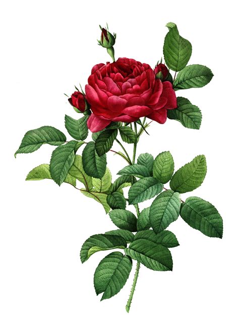 Rose Flower Art Vintage Free Stock Photo Public Domain Pictures