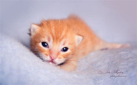 Pin By Julia Krapotkina On Life Baby Kittens Kitten Pictures