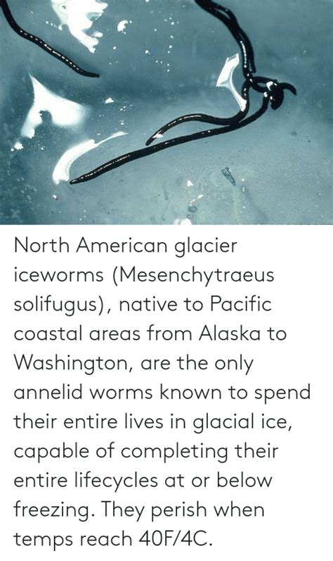 North American Glacier Iceworms Mesenchytraeus Solifugus Native To