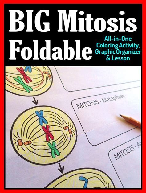 Mitosis Foldable Big Foldable For Interactive Notebooks Or Binders