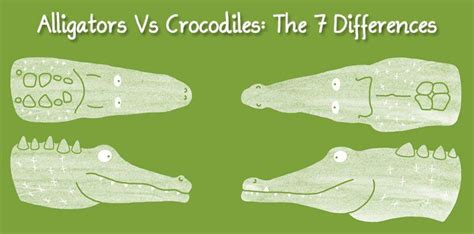 Alligators Vs Crocodiles The 7 Differences The Fact Site