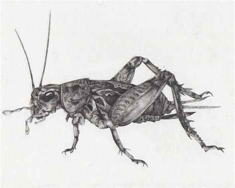 Cricket Insect Drawing Ubicaciondepersonascdmxgobmx