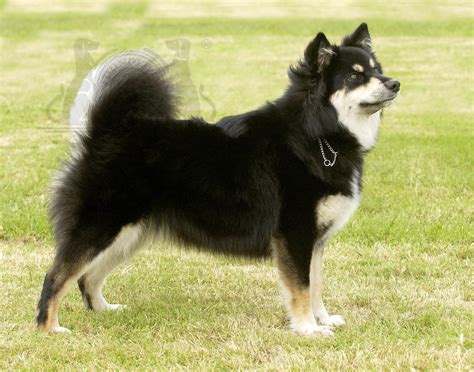 Finnish Lapphund Photo Finnish Lapphund Dog Breeds Long Haired Dog