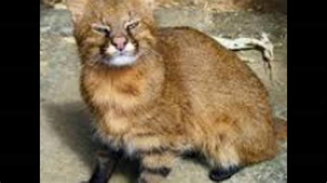 Colocolo — noun leopardus colocolo, a small striped cat native to the western central south america … colo colo creature of the mapuche mythology. Leopardus colocolo - YouTube