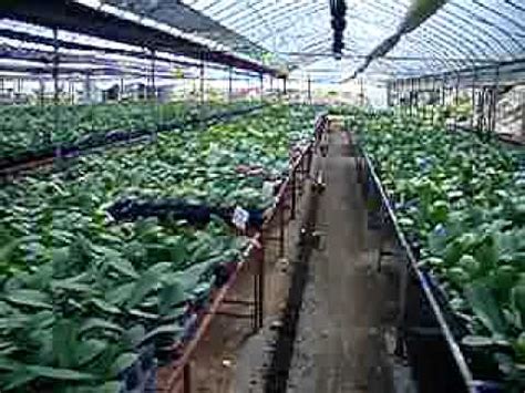 Urban vertical farming has become necessary due to the fact of community awareness on the toxicity and vertical urban farming with soil is impossible due to the many issues. Thailand, RSTDC:16 Visitors from Malaysia at a Largest ...