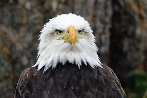 American Bald Eagle · Free Stock Photo
