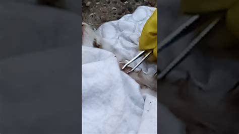 Botfly Removed From Kitten In Southern Illinois Youtube