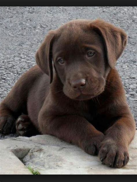 The sire is a handsome blocky head english lab weighing approx. Chocolate labrador puppies | Worksop, Nottinghamshire | Pets4Homes