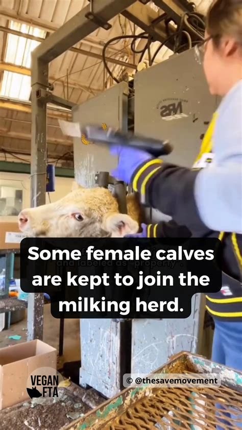 why dairy really is scary 💔 the dairy industry separates families 💔⁠ ⁠ male calves are