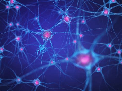 50901441 Neural Network Brain Cells Human Nervous System