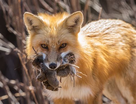 Momma Red Fox A Good Provider Smithsonian Photo Contest