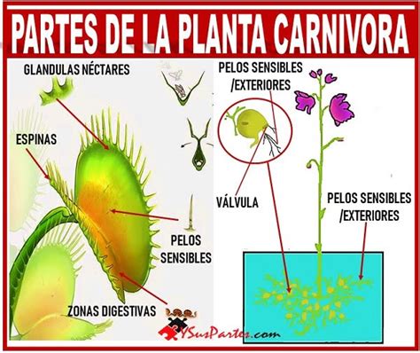 Planta Carnivora Y Sus Partes Listado Y Sus Partes