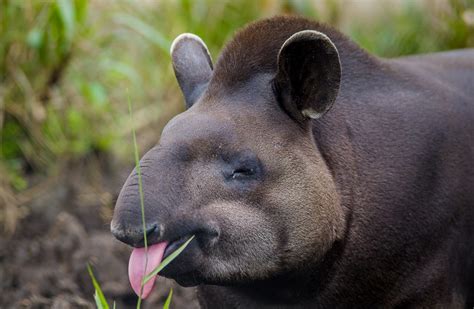 10 Animals That Live In The Amazon Rainforest Zia Lilyan