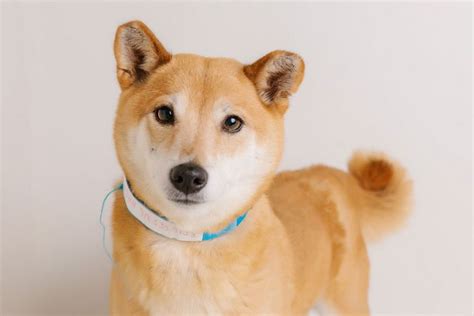 Your new companion may be just a click away! Shiba Inu Puppy Adoption Mn Top Dog Information | Dog ...