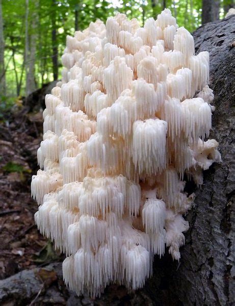 Now you have many options these homemade lion's mane mushrooms are very easy to grow as you can conclude. Lion's Mane Mushroom (Hericium erinaceus) | Plants, Edible ...