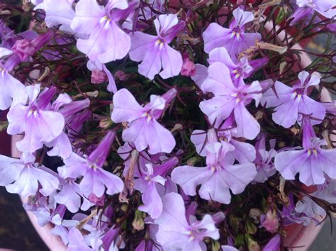 Pale Pink Lobelia