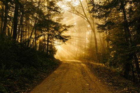 Free Images Tree Nature Forest Path Branch Light Wood Sun Fog