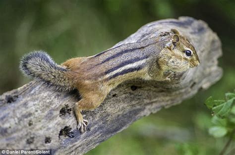 Greedy Chipmunk Gorges On Nuts Until His Cheeks Look Ready To Explode
