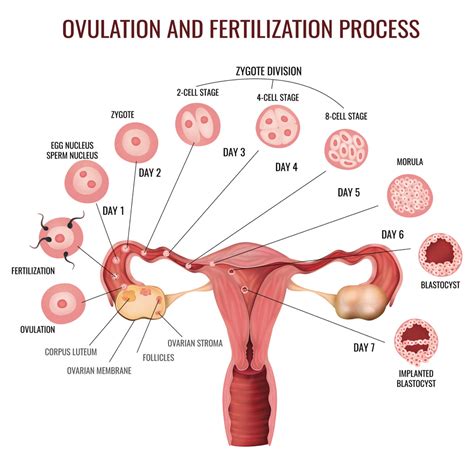 When Does Ovulation Occur Knix