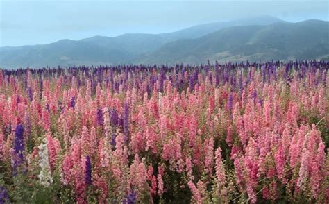Colors of flowers can range from white, yellow, lilac, or mauve. Flower Fields - Lompoc California