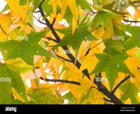 Sweet Gum Tree Leaves Turning Yellow In Autumn Liqidambar Styraciflua