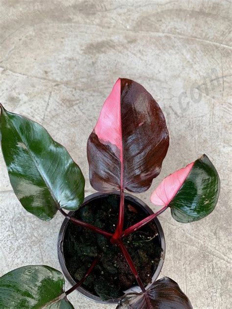 Philodendron Pink Princess Claessen Orchids