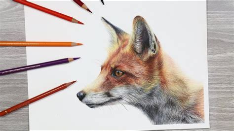 How To Draw A Fox With Colored Pencils Youtube Fox Drawing